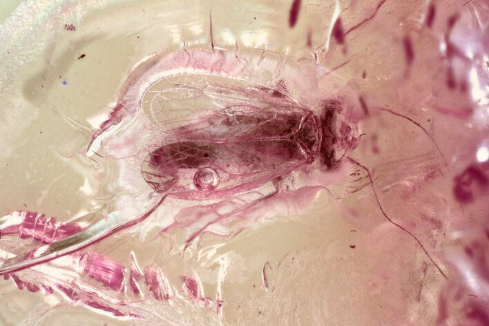 Detailed Fossil Barklouse (Archipsocidae?) In Baltic Amber #325451